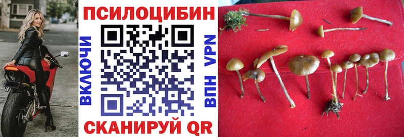 Псилоцибиновые грибы Cubensis  купить   Южно-Сухокумск 